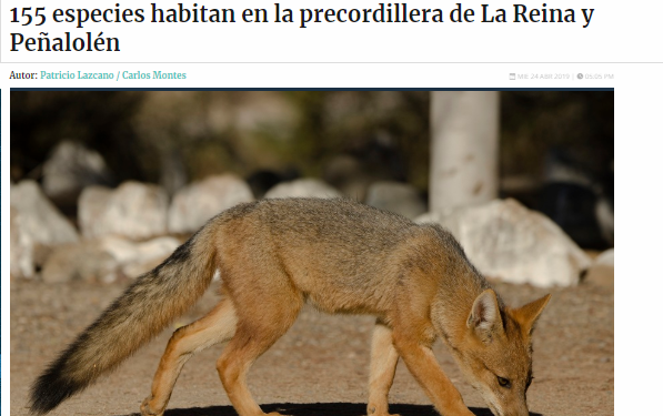 Pumas, vizcachas, zorros y culebras de dos metros: más de 155 especies habitan en la precordillera de La Reina y Peñalolén