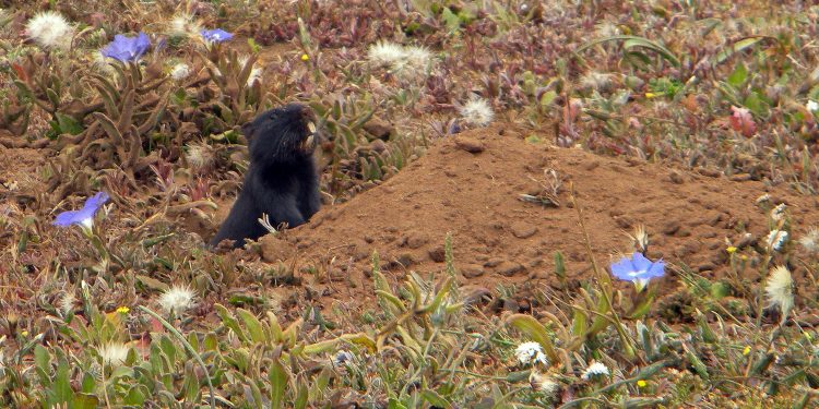 Libro identifica sorprendentes especies de flora y fauna que habitan la precordillera en Santiago