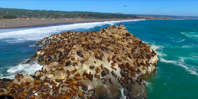 Estudio plantea que marejadas intensas son responsables de varazones masivas de crías de lobos marinos 