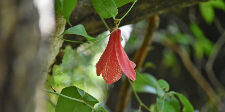 9 aportes del conocimiento tradicional, indígena y local para la Reducción del Riesgo de Desastre en Chile