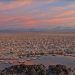 Científicos denuncian daño irreparable en los salares del norte de Chile