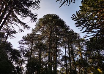 Coloquio abordará el rol de la comunidades Mapuche en la gestión hídrica