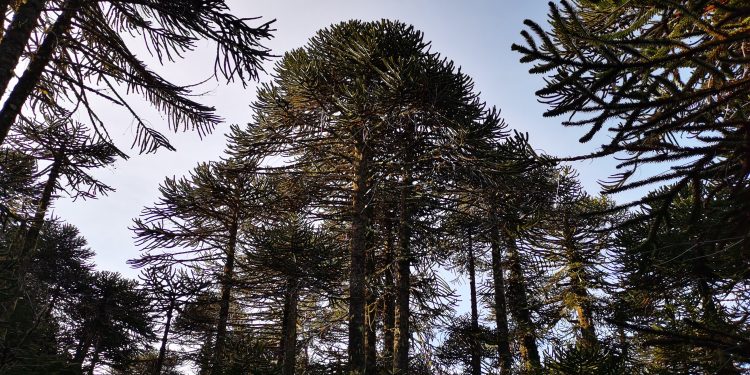 Coloquio abordará el rol de la comunidades Mapuche en la gestión hídrica