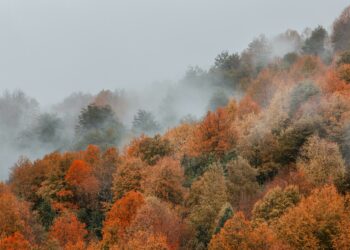 Convocatoria Investigador/a postdoctoral | Community-based wildfire risk management in Chile: gaps, tensions, and opportunities