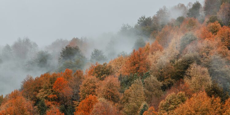 Convocatoria Investigador/a postdoctoral | Community-based wildfire risk management in Chile: gaps, tensions, and opportunities